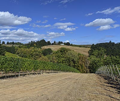 Willamette Valley wine vineyard in summer